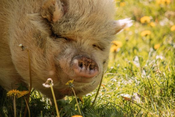 Find Great Joy In The Little Things