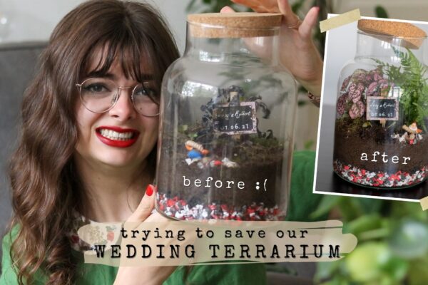 Trying To Save Our Dead Wedding Terrarium