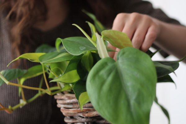 A Spring Balcony Refresh – Gardening Vlog