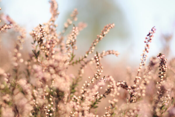 Your Typical Dutch Wedding – A Walkthrough